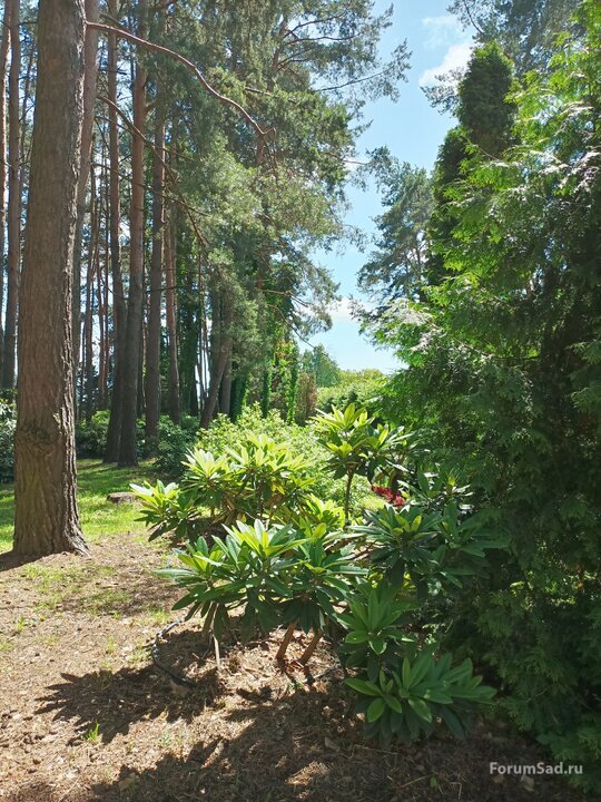 06 сад рододендронов