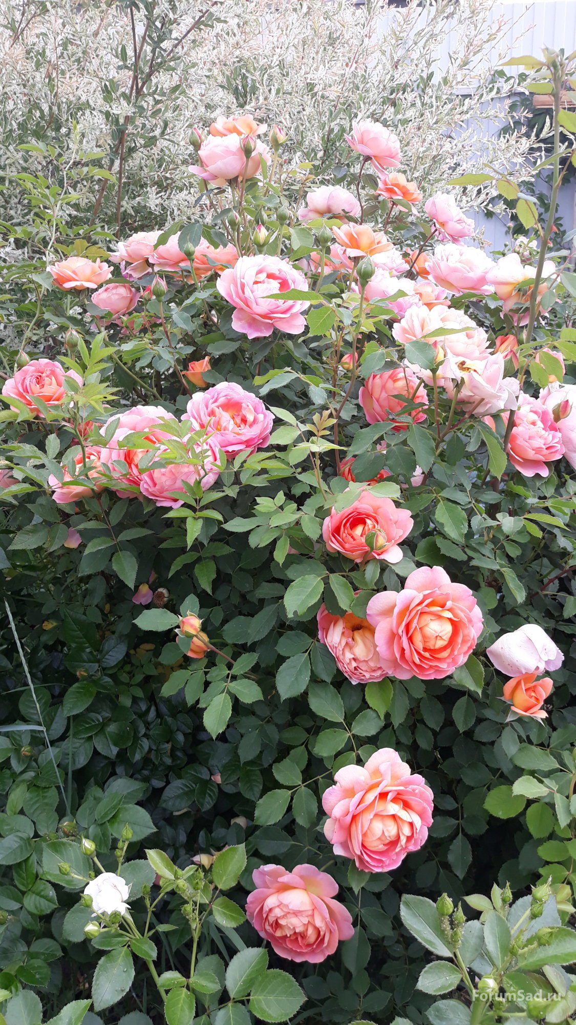 20190612_133058