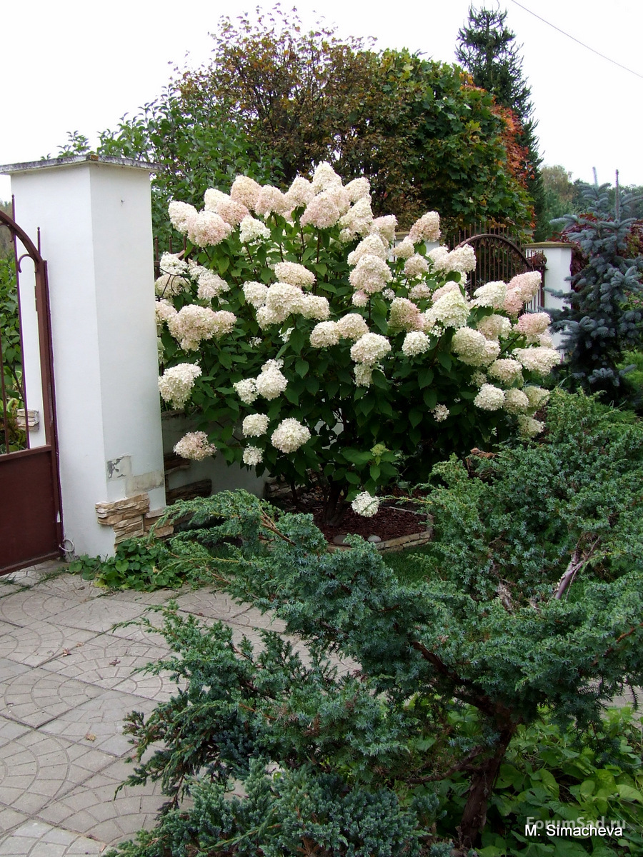 DSCF4786