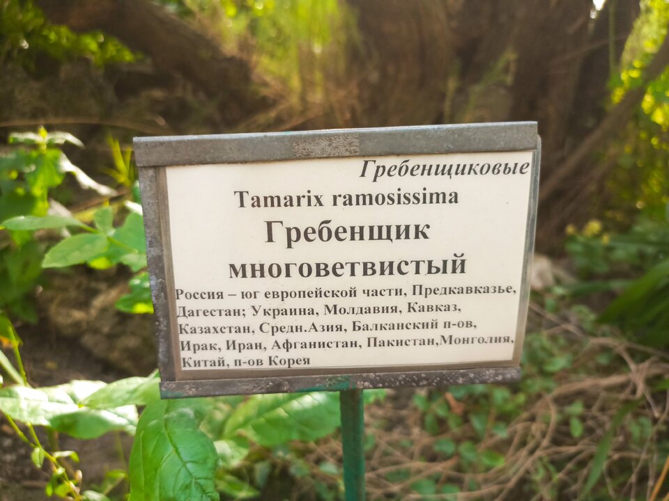 гребенщик