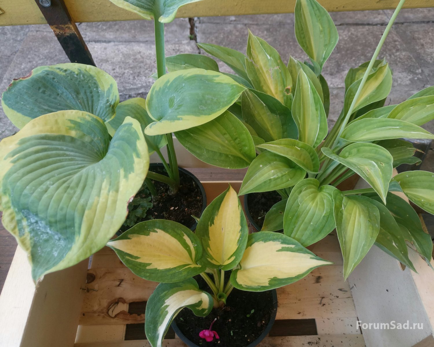 Hosta Frances Williams, Beach boy, Striptease