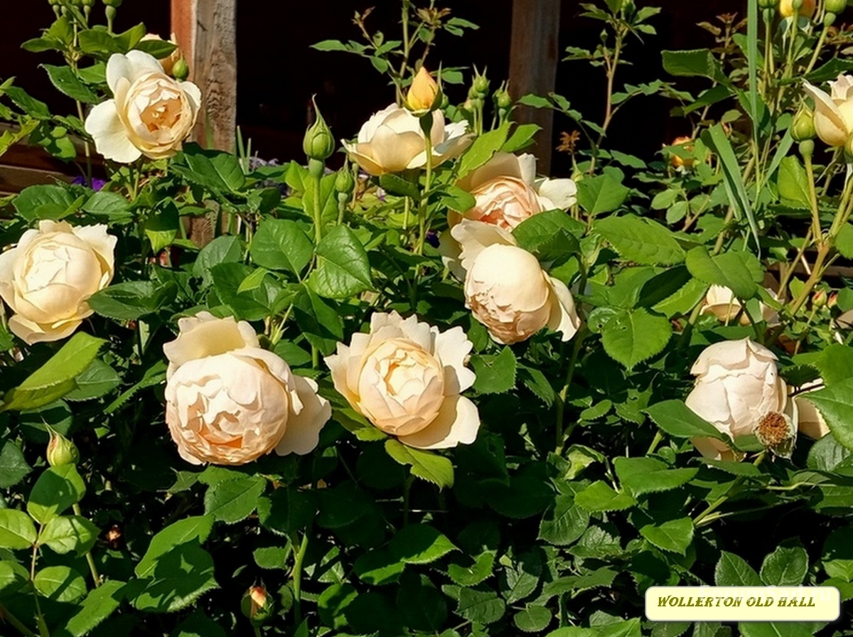 IMG_20190621_072632