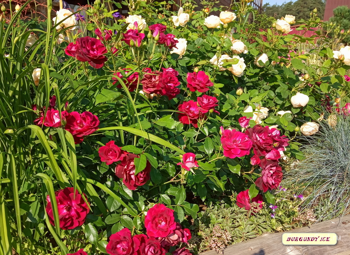 IMG_20190622_082534