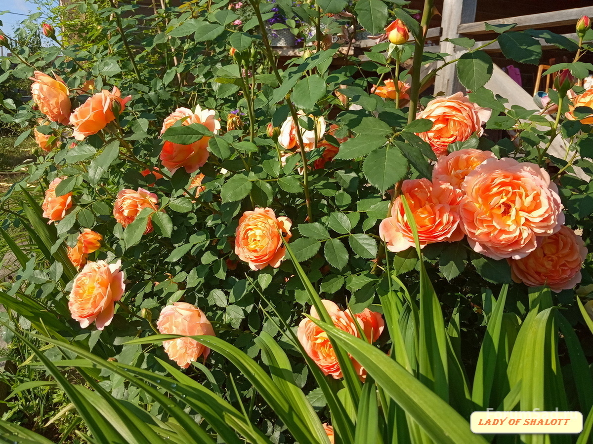 IMG_20190622_082632