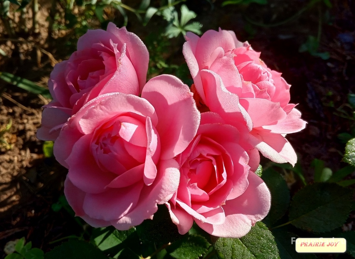 IMG_20190624_070253