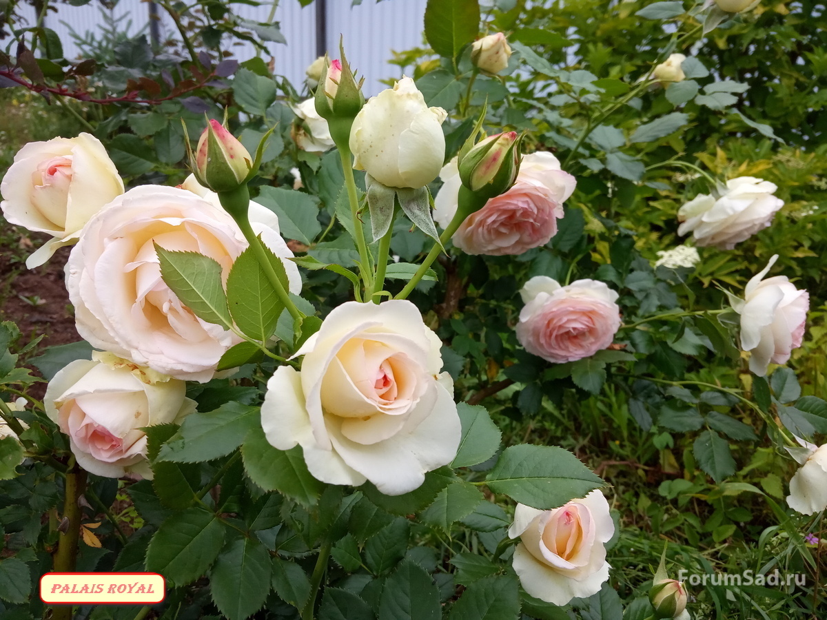IMG_20190629_193746