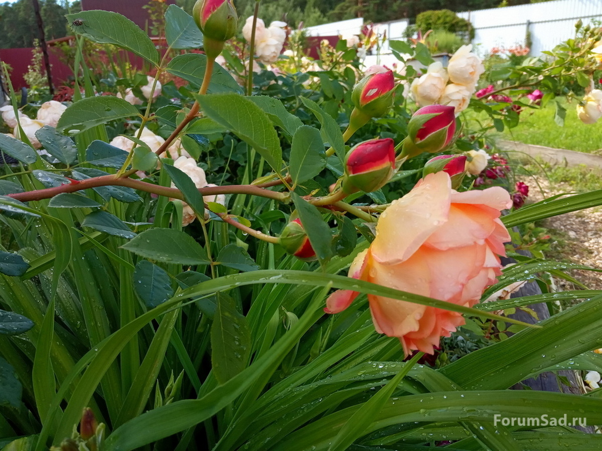 IMG_20190706_162311