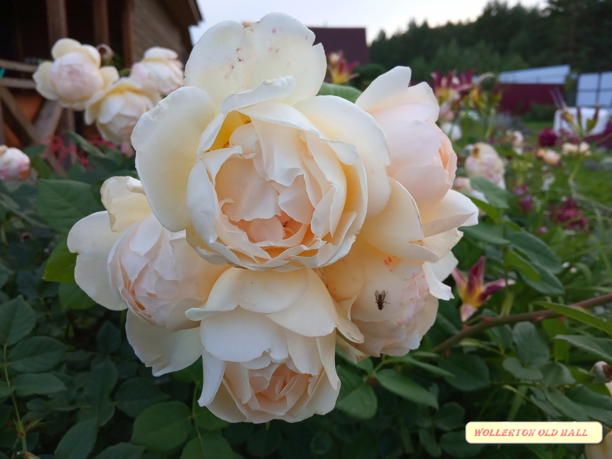 IMG_20190707_201351