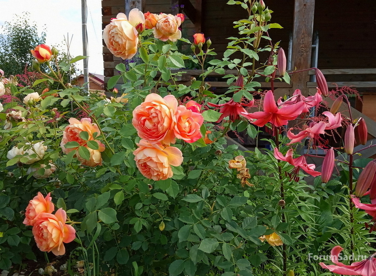 IMG_20190709_161956