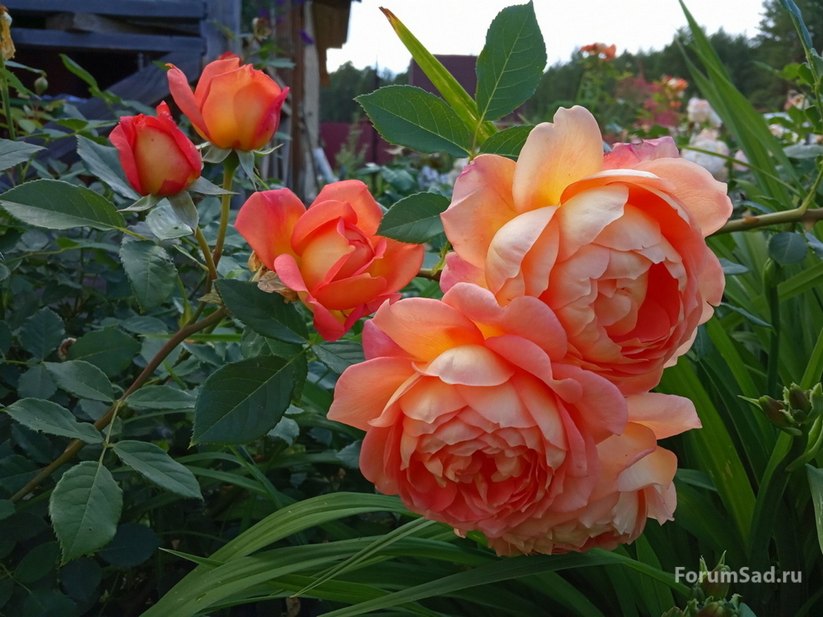 IMG_20190709_162542