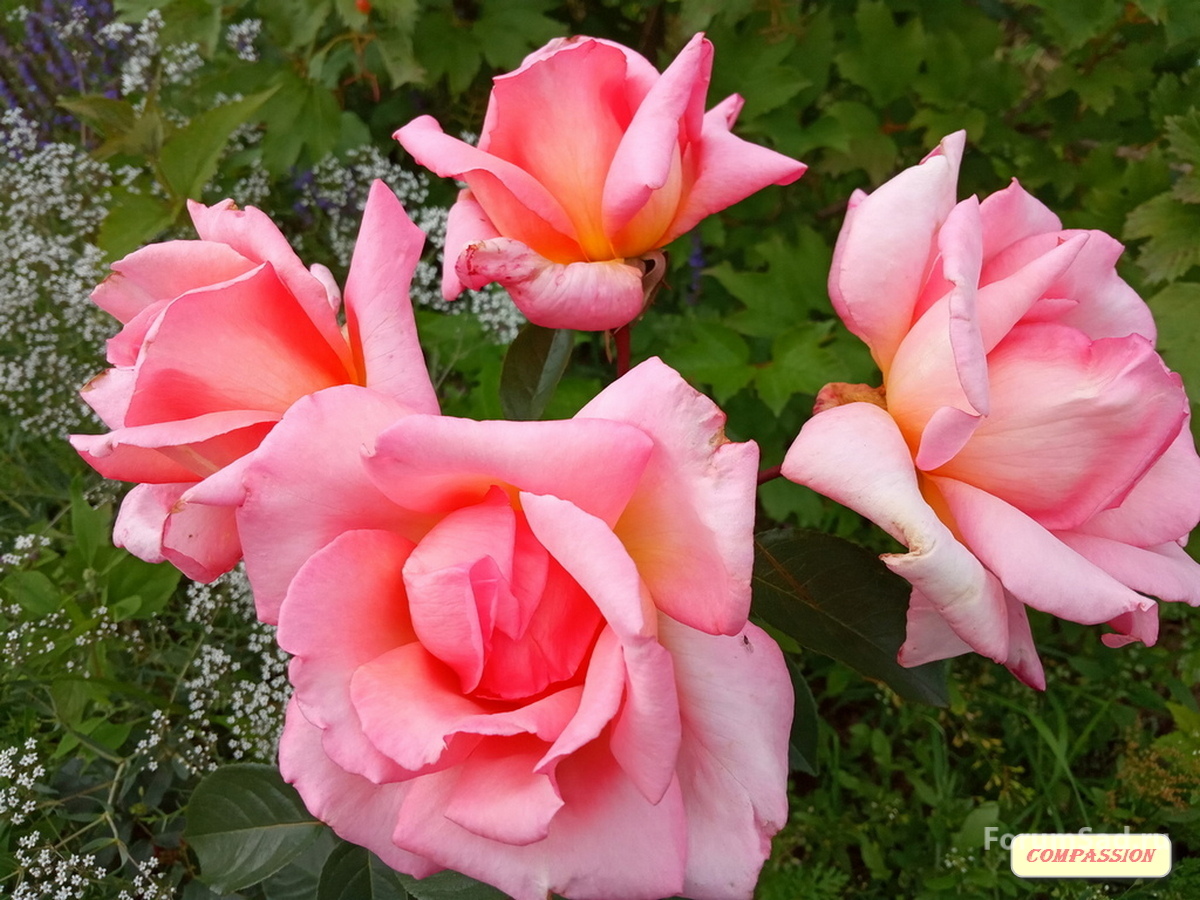 IMG_20190713_160211