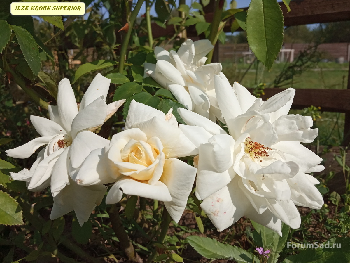 IMG_20190910_133348