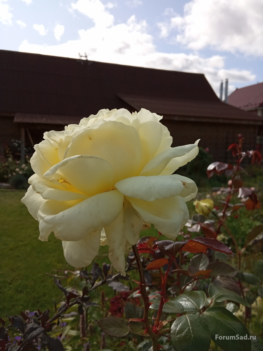 IMG_20190914_122754