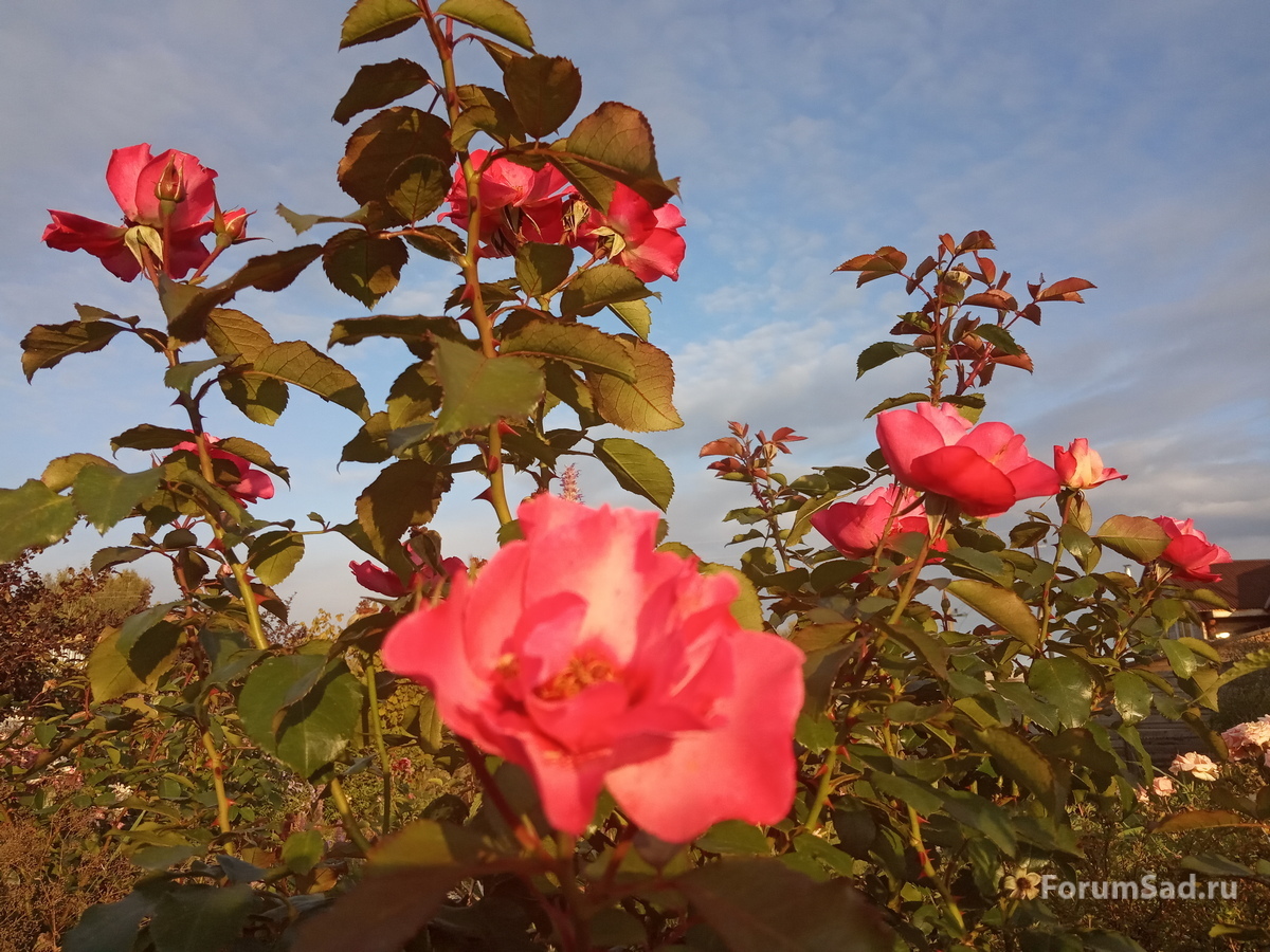 IMG_20190920_174216