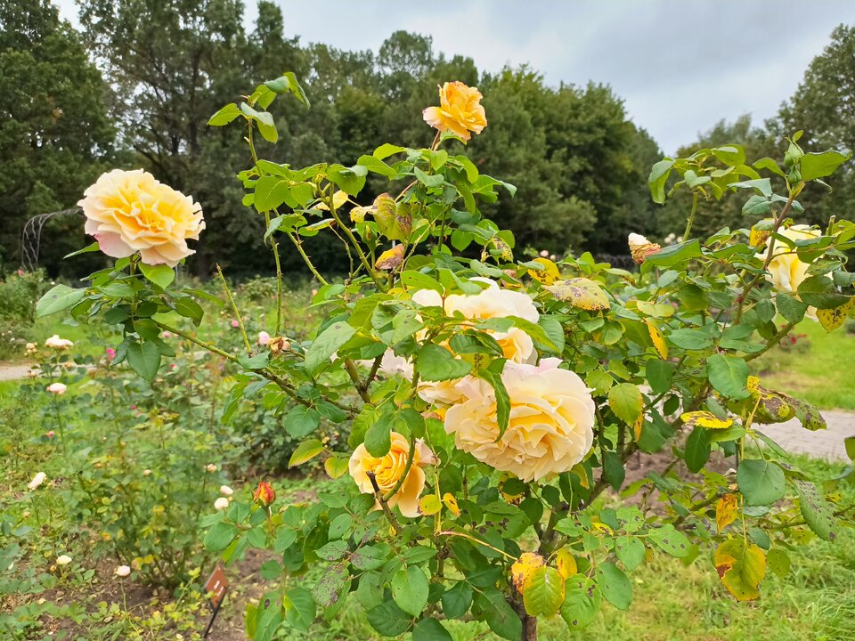 IMG_20250902_132802_807