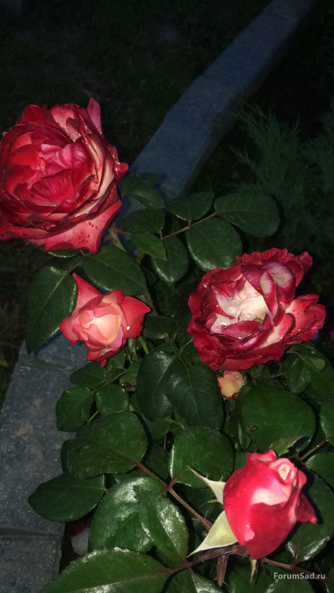 IMG_2262.jpgbnhj