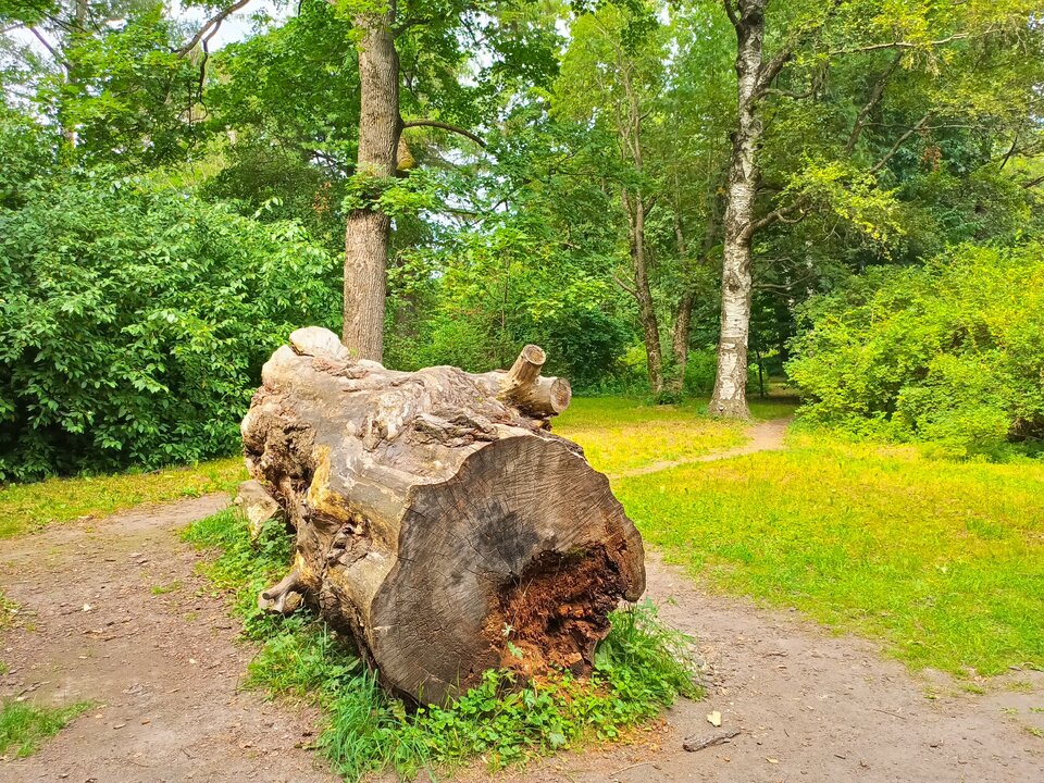ива краснеющая