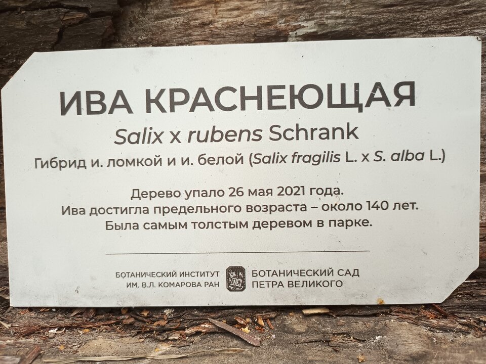ива краснеющая