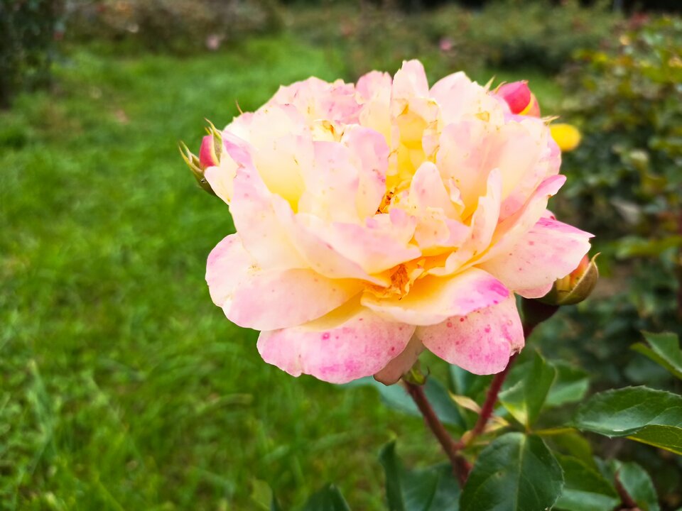 Лампион, 2006