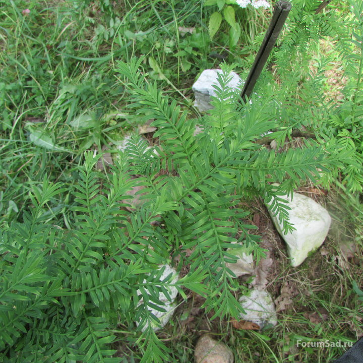 Metasequoia Glyptostroboides_Little Creamy