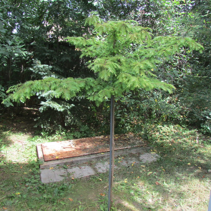 Metasequoia Glyptostroboides_Matthaei Broom