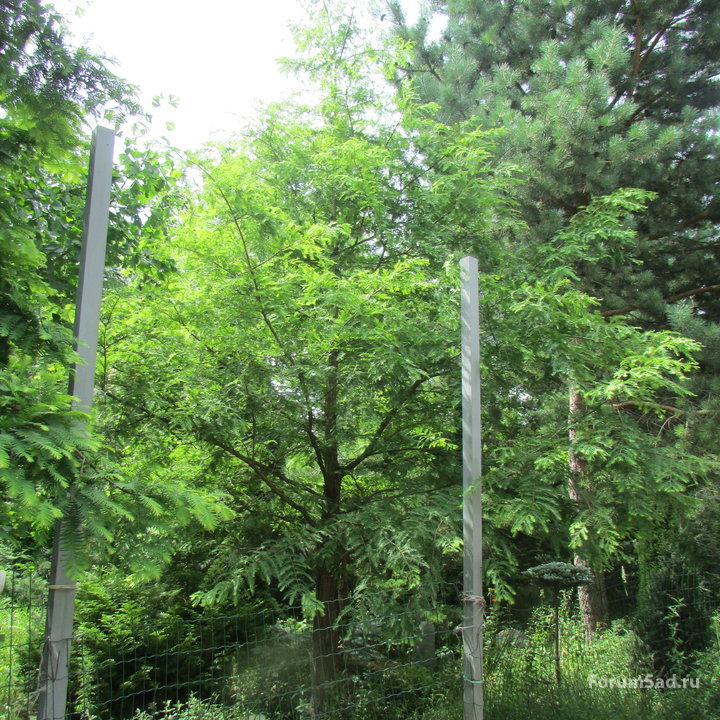 Metasequoia Glyptostroboides_White Spot