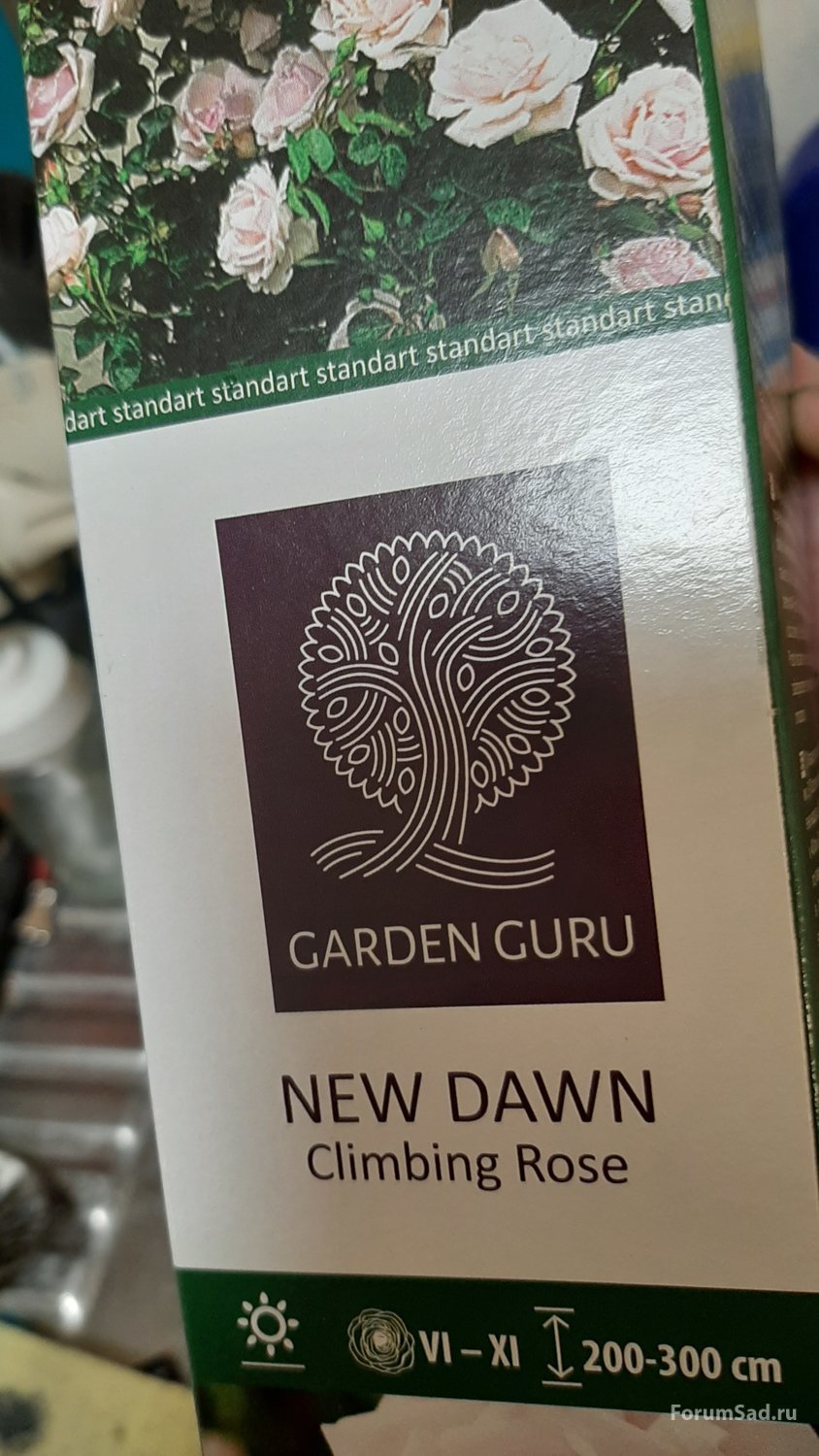 New dawn