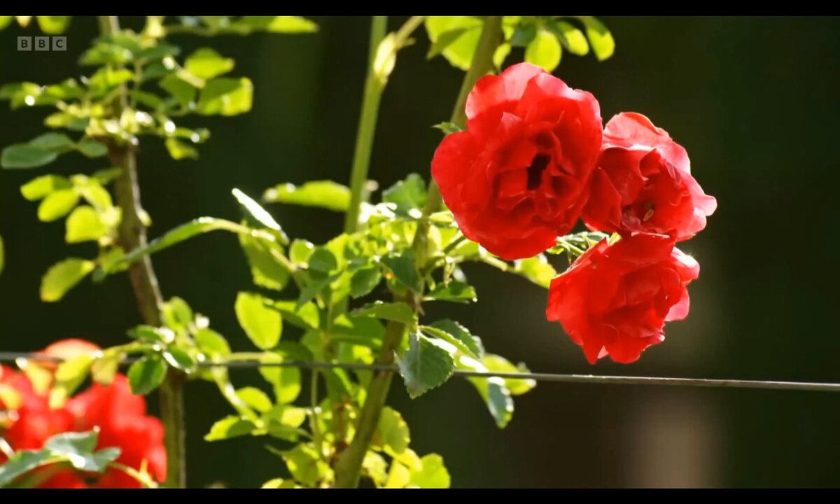 Screenshot_20260529_091115_com.yandex.browser